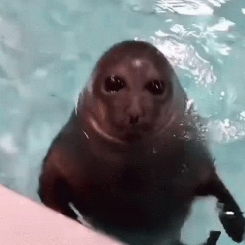 A Seal Is Looking At The Camera While Swimming In The Water . GIF