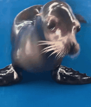A Seal Is Looking At The Camera With A Blue Background GIF