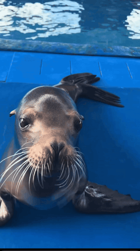 A Seal Is Looking At The Camera With A Blue Background GIF