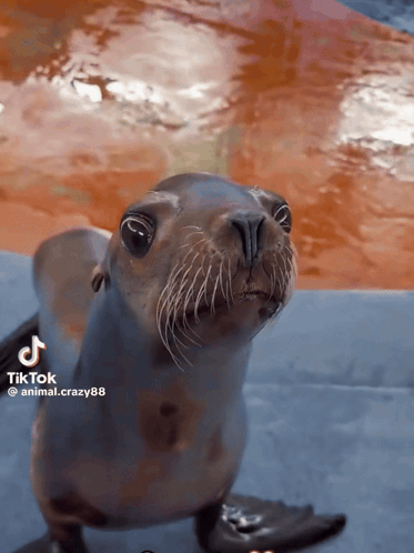 A Seal Is Looking At The Camera With A Tiktok Video Behind It GIF