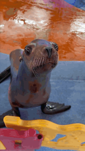 A Seal Is Looking Up At The Camera While Standing On A Blue Surface GIF
