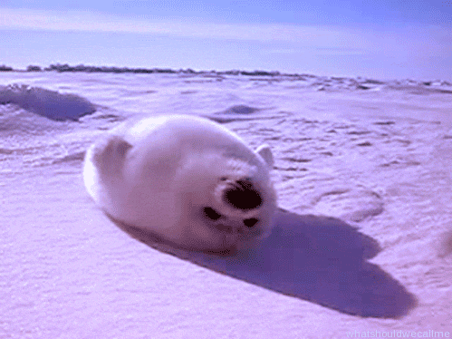 A Seal Is Rolling Around In The Snow With The Caption " What Should We Call Me " Below It GIF