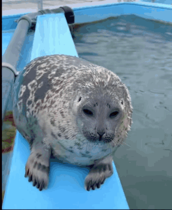 A Seal Is Sitting On A Blue Ledge Next To A Body Of Water GIF