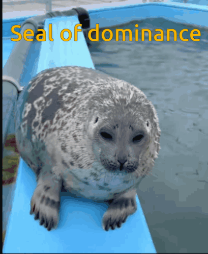 A Seal Is Sitting On A Blue Ledge With The Words Seal Of Dominance Written Above It GIF