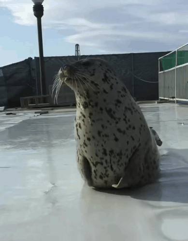 A Seal Is Sitting On A White Surface With A Fence In The Background GIF