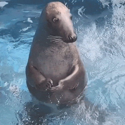 A Seal Is Standing In The Water With Its Arms Crossed GIF