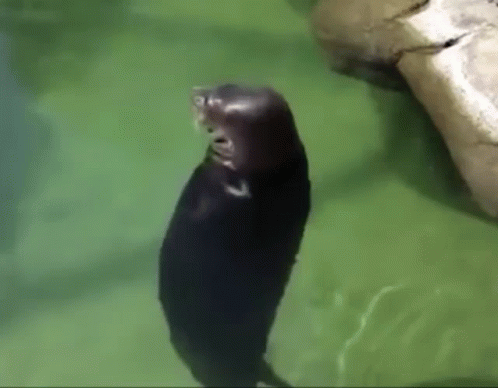 a seal is standing in the water with its mouth open and a rock in the background .
