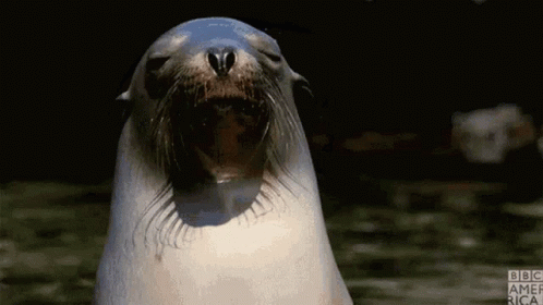 A Seal Is Standing In The Water With Its Mouth Open And Looking At The Camera . GIF
