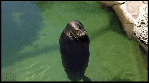 A Seal Is Standing In The Water With The Word Orbo On The Bottom Right GIF