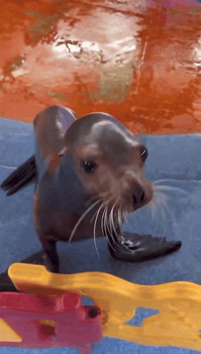 A Seal Is Standing On A Blanket In The Water And Looking At Something GIF
