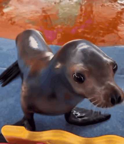 A Seal Is Standing On A Blue Blanket In The Water GIF