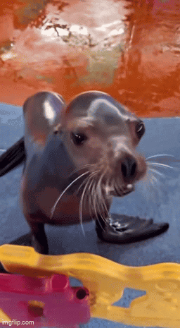 A Seal Is Standing On A Blue Mat In The Water And Looking At The Camera GIF