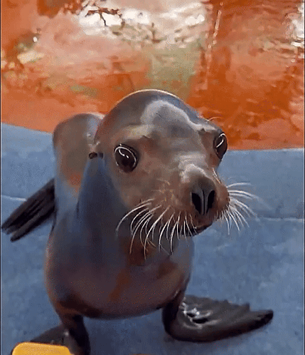 A Seal Is Standing On A Blue Towel In Front Of A Body Of Water . GIF