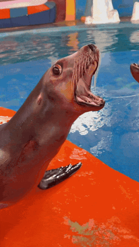 A Seal Is Standing On A Red Mat In The Water GIF