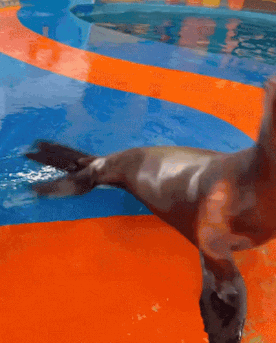 A Seal Is Standing On Its Hind Legs In A Swimming Pool GIF