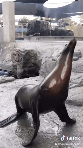 A Seal Is Standing On Its Hind Legs In Front Of A Waterfall And A Sign That Says Tik Tok GIF