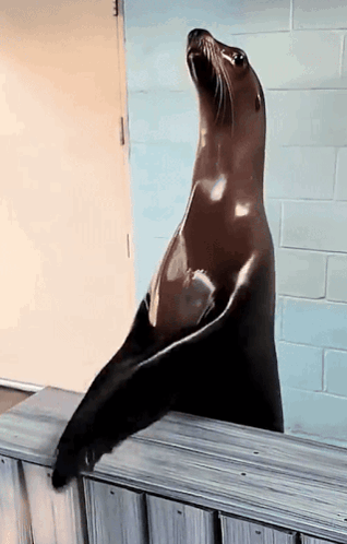 A Seal Is Standing On Its Hind Legs On A Fence GIF