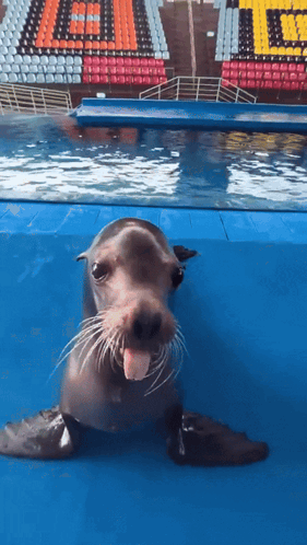 A Seal Is Sticking Its Tongue Out In Front Of A Stadium That Has The Word Gators On It GIF