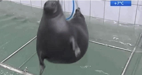 A Seal Is Swimming In A Pool With A Blue Hose Attached To It . GIF
