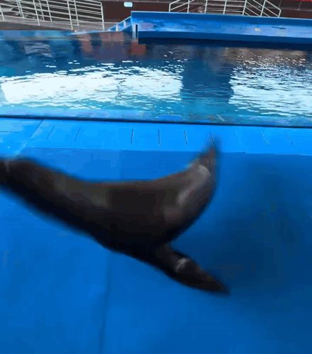 A Seal Is Swimming In A Pool With A Blue Mat On The Floor GIF