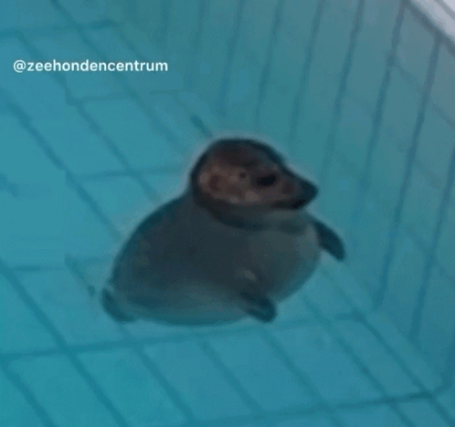 A Seal Is Swimming In A Pool With The Words Zeehondencentrum On The Bottom GIF