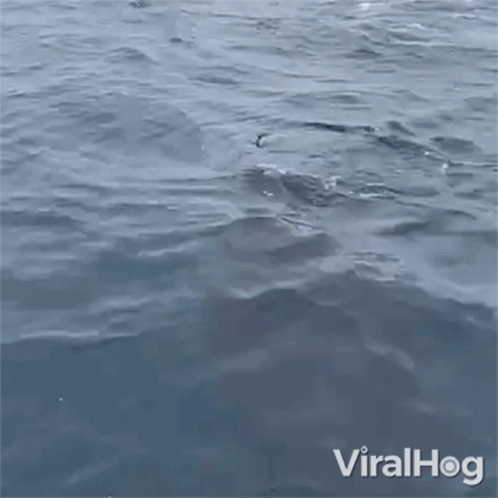 A Seal Is Swimming In The Ocean With Its Head Out Of The Water GIF