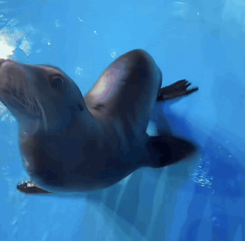 A Seal Is Swimming In The Water And Looking Up At The Camera GIF