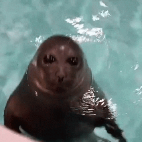 A Seal Is Swimming In The Water With A Person 'S Hand . GIF