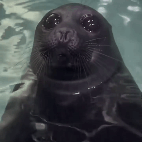 A Seal Is Swimming In The Water With Its Eyes Closed GIF