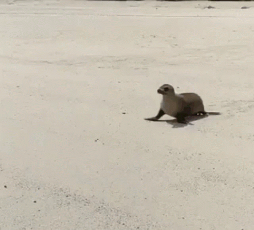 A Seal Is Walking Across A White Sandy Beach . GIF