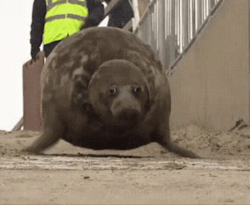 A Seal Is Walking On A Sandy Beach Next To A Man Wearing A Yellow Vest . GIF