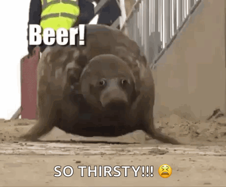 A Seal Is Walking On The Ground With The Words `` Beer ! So Thirsty ! '' Above It . GIF