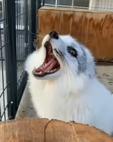 A Seal Is Yawning In A Cage And Looking Up . GIF