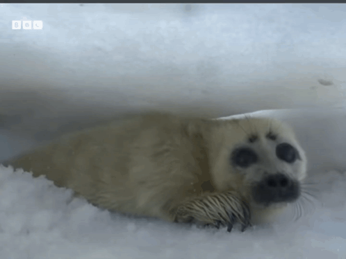 A Seal Laying In The Snow With Bbc Written On The Bottom GIF