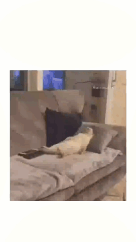 A Seal Laying On A Couch With The Words Me Back At Hop Having To Socia GIF