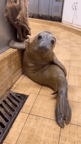 a seal laying on a tiled floor in a kitchen