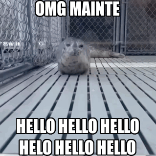 A Seal Laying On A Wooden Floor With The Words Omg Mainte Hello Hello Helo Hello Hello GIF