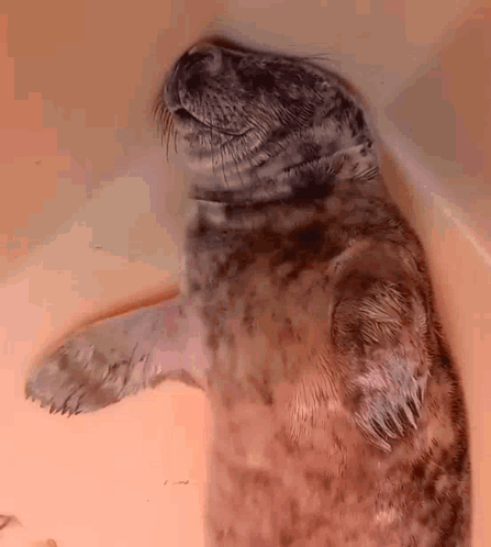 A Seal Laying On Its Back With Its Paws Up GIF