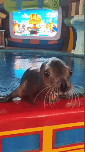 A Seal Laying On Top Of A Red Table In Front Of A Screen That Says ' Shark Tank ' GIF