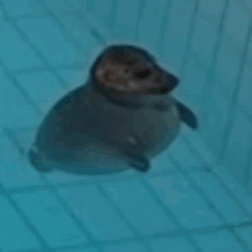 A Seal Puppy Is Swimming In A Pool With A Blue Background GIF