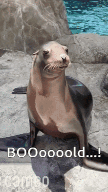 A Seal Sitting On A Rock With The Words Booooold Written On It GIF