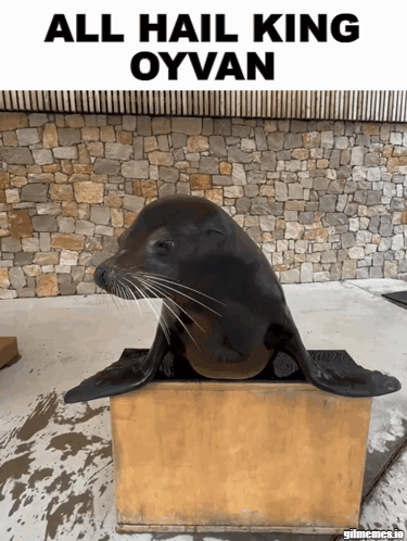 A Seal Sitting On Top Of A Wooden Box With The Words All Hail King Oyvan Below It GIF