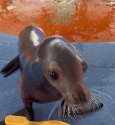 A Seal Standing On A Blue Blanket With A Yellow Brush In Front Of It GIF