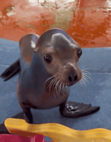 A Seal Standing On A Blue Surface With A Yellow Object In Front Of It GIF