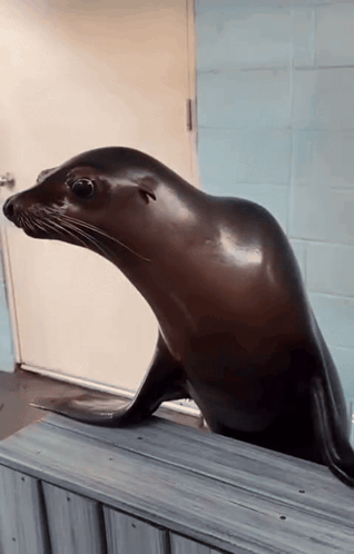 A Seal Standing On A Wooden Ledge Looking Out A Door GIF