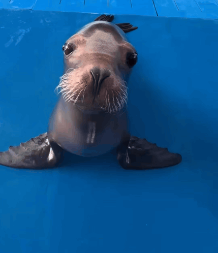 A Seal Sticking Its Tongue Out In A Pool GIF