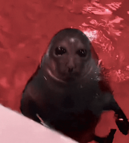 A Seal Swimming In A Pool With Red Water GIF