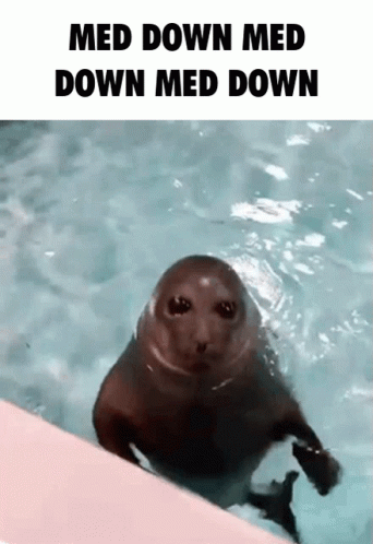 A Seal Swimming In A Pool With The Caption Med Down Med Down Med Down GIF