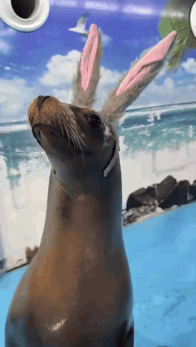 A Seal Wearing Pink Bunny Ears Looks Up At Something GIF