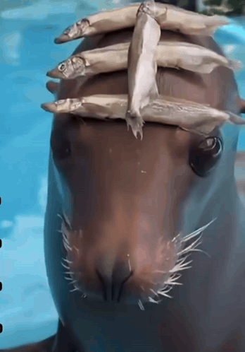 A Seal With Fish Stacked On Top Of It 'S Head GIF
